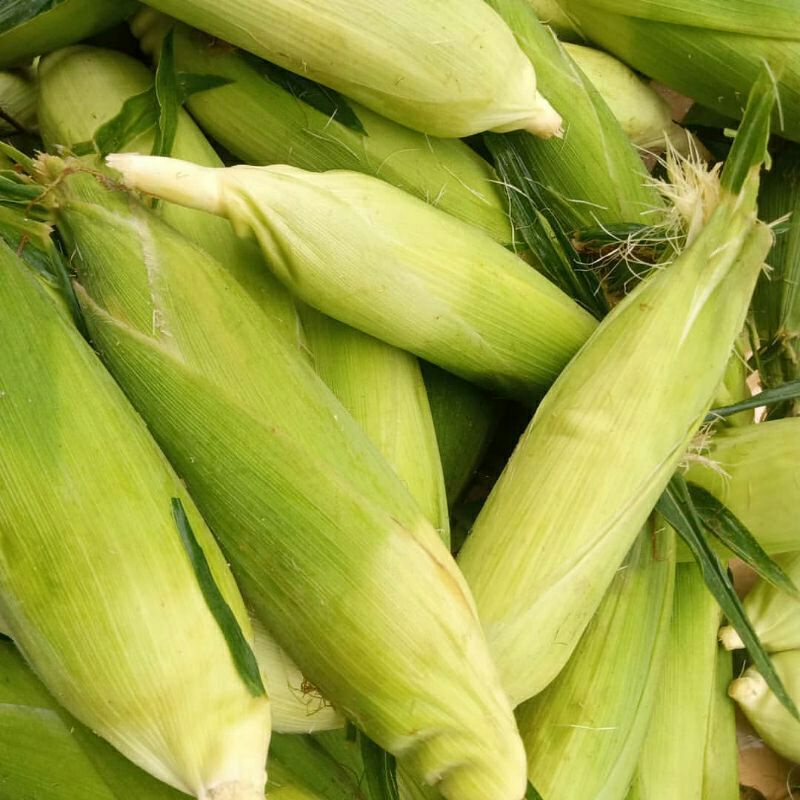 

Jagung Manis Mentah per/kg