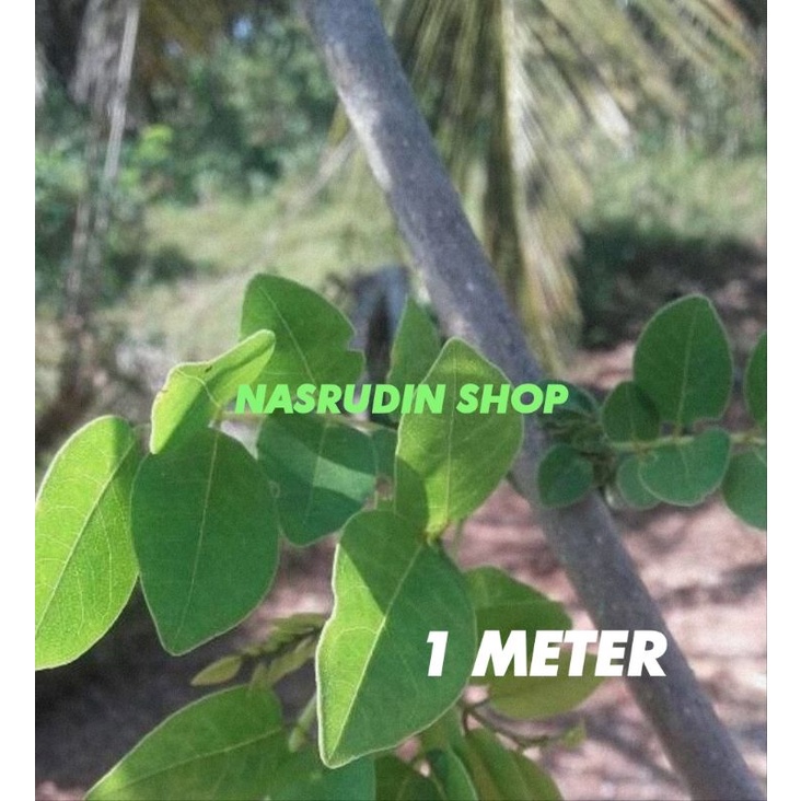 

[Fresh] BIBIT GAMAL 1 METER 1KG BISA UNTUK PAGAR HIDUP BIBIT CEBERNG SEBRENG