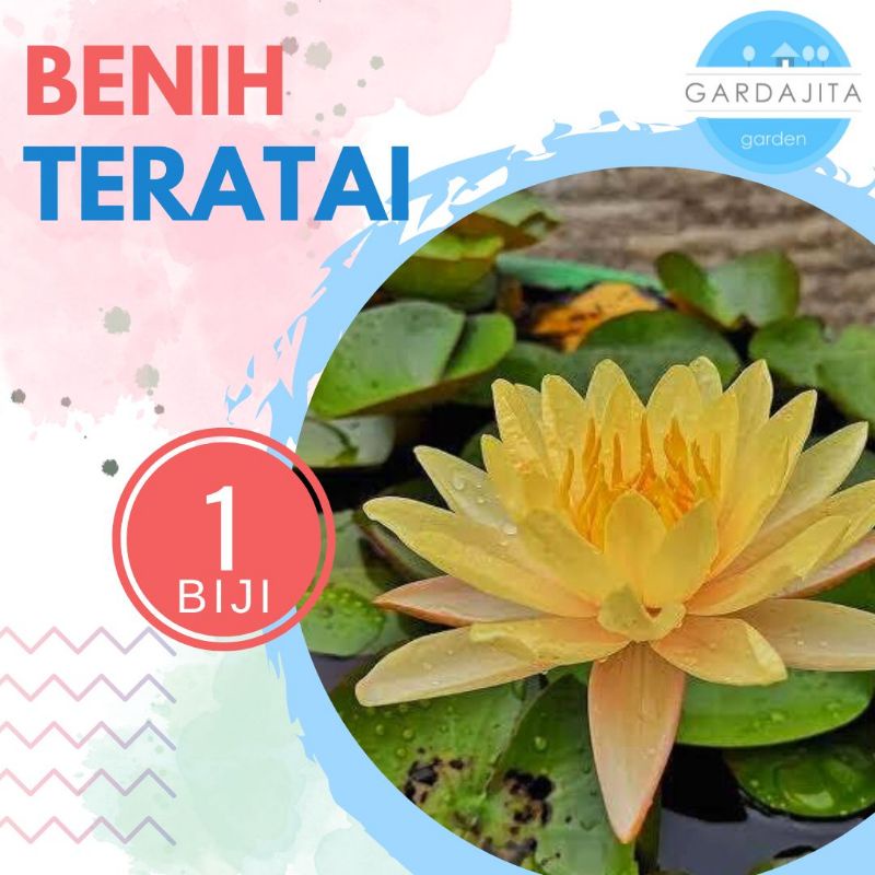 Benih TERATAI KUNING Biji Bibit Bunga