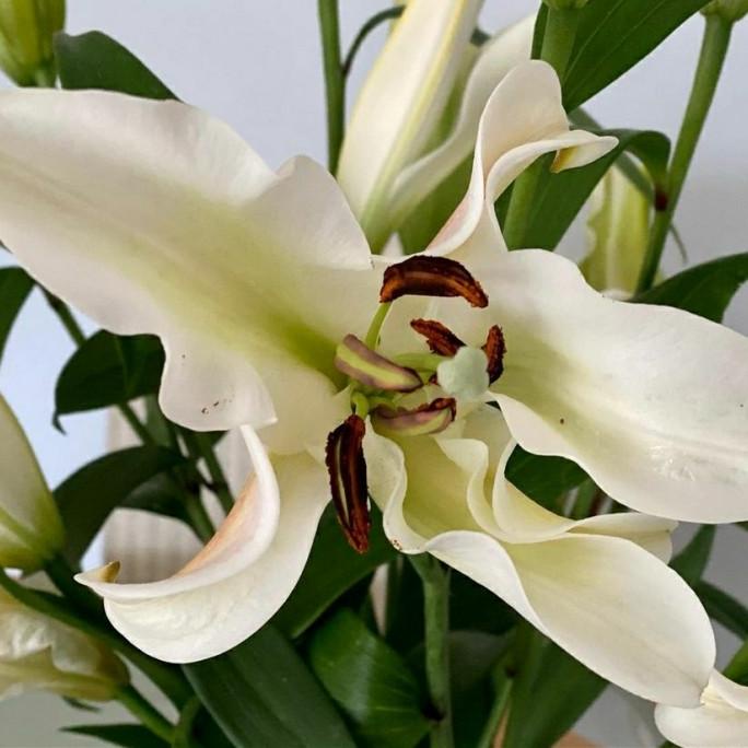 bunga lily casablanca / bunga lily asli fresh