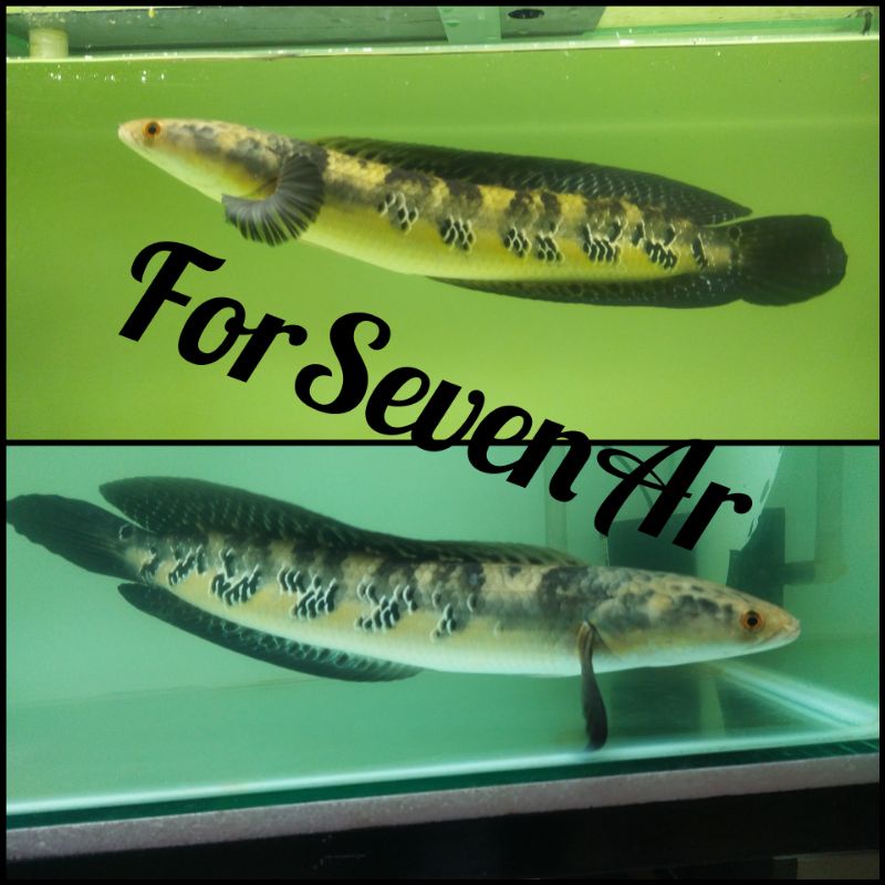 channa maru ys 45cm mental barbar bunga banyak cabung sampai kepala