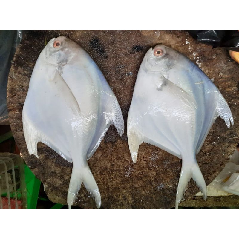 

ikan bawal laut putih segar