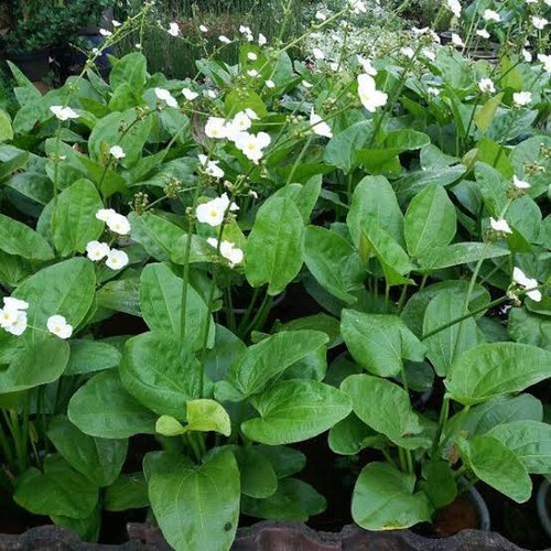 echinodorus palaefolius