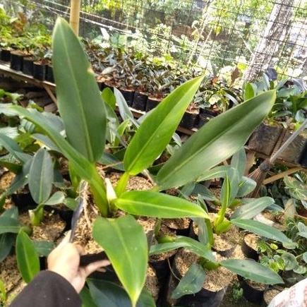 Philo katak/Philo eceng