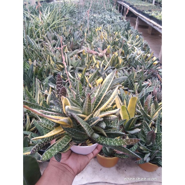 Gasteria variegata