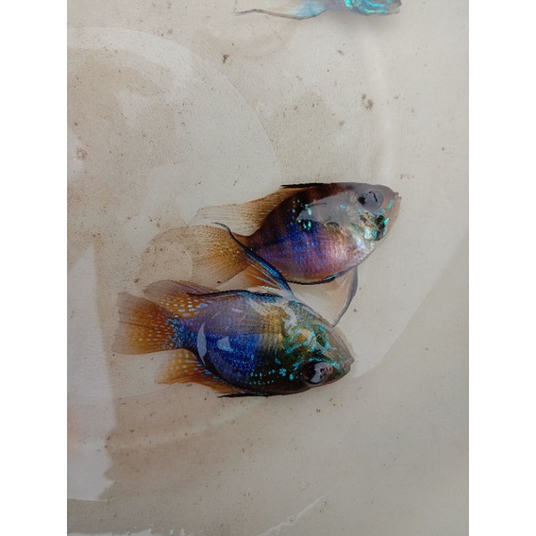 Indukan ramirezi german siap produksi isi 2 pasang