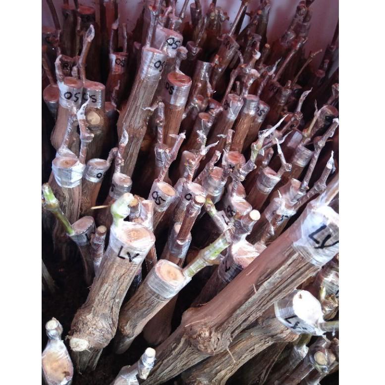 € cutting grafting anggur import varian ningrat valid ヲ