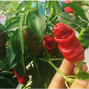 ELV32 Benih Bibit Biji Cabai Cabe Porno Red Peter 3822