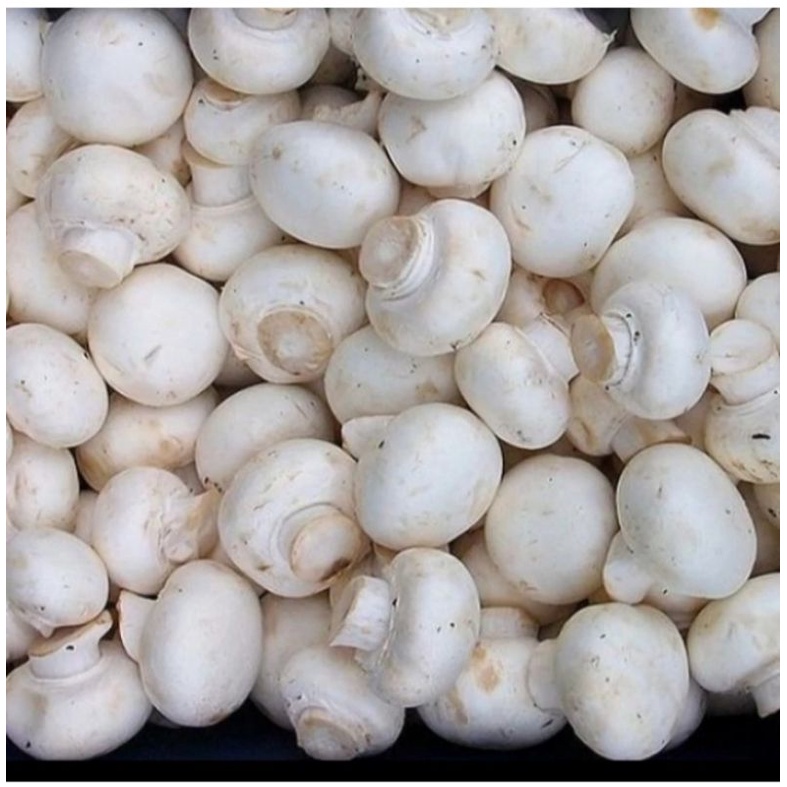 

Jamur Kancing / Champignon