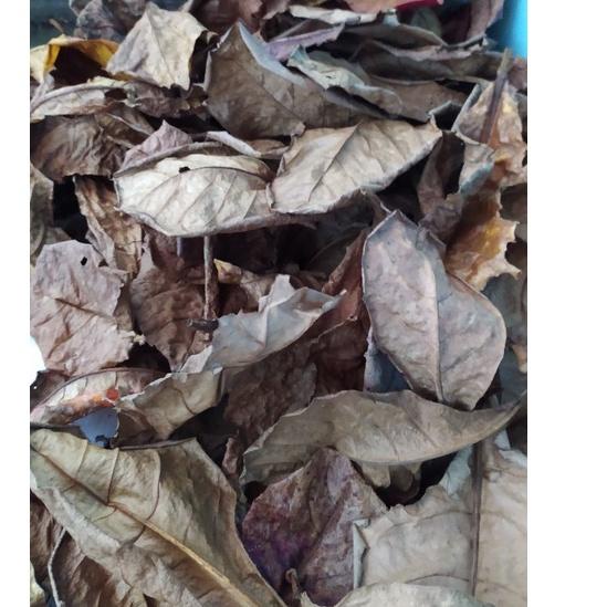 Promo - Daun KETAPANG 1kg