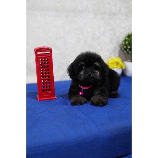 Silver Phantom Black Tiny Toy Poodle Puppy