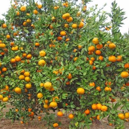 SHOPEE MALL Bibit Jeruk Medan Tanaman Buah Jeruk Okulasi Lebih Cepat Berbuah