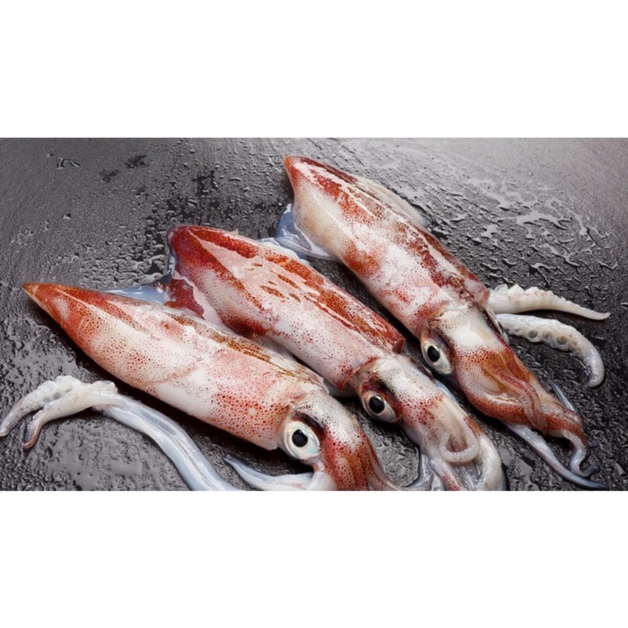 

Cumi Kondom Segar Berkualitas - 1 Kilogram