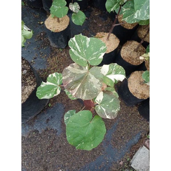 Tanaman hias daun waru varigata