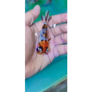 ikan koki mata balon size m