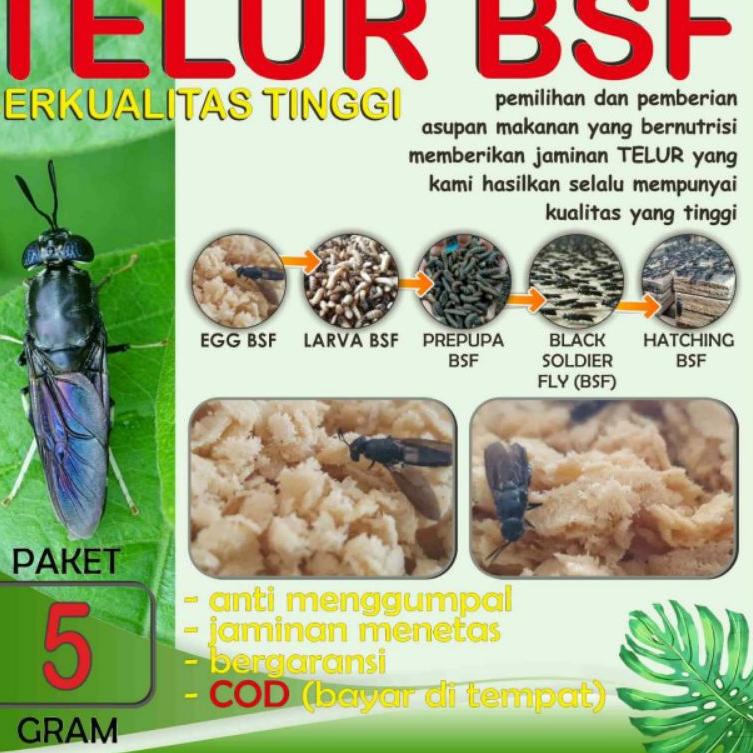 

⇜ BEST QUALITY TELUR BSF PAKET EKONOMIS 5 gram ぐ