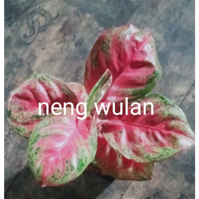 wulan
