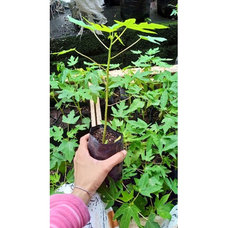 BIBIT PEPAYA CALIFORNIA TAIWAN SIAP TANAM