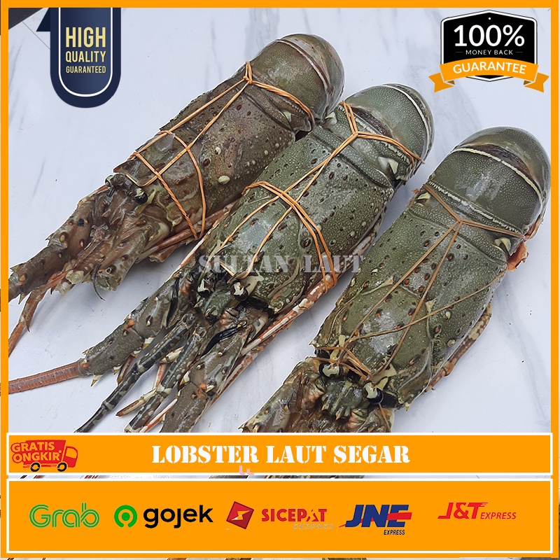 Lobster Laut Segar 1kg 4-6 Ekor / Lobster Pasir-Pakistan-Batik Seafood