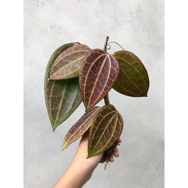 Hoya Latifolia Merah Maron