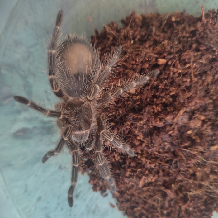 yang dicari] tarantula grammostola pulchripes juve
