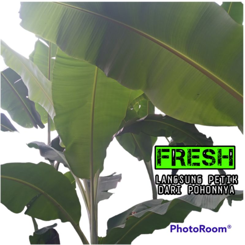 

daun pisang perlembar panjang 1 meter
