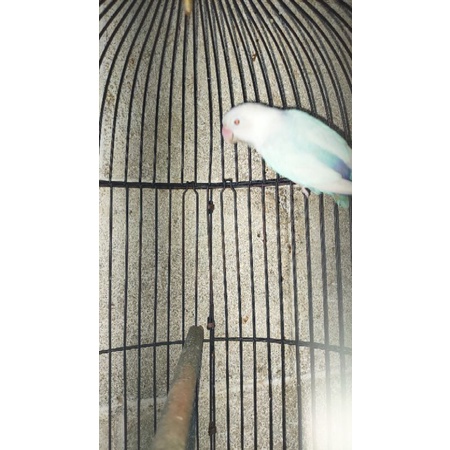burung Lovebird pf bio blue