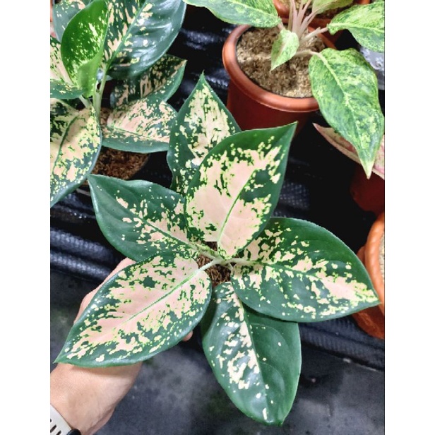 Aglaonema suksom white aglonema suksom putih