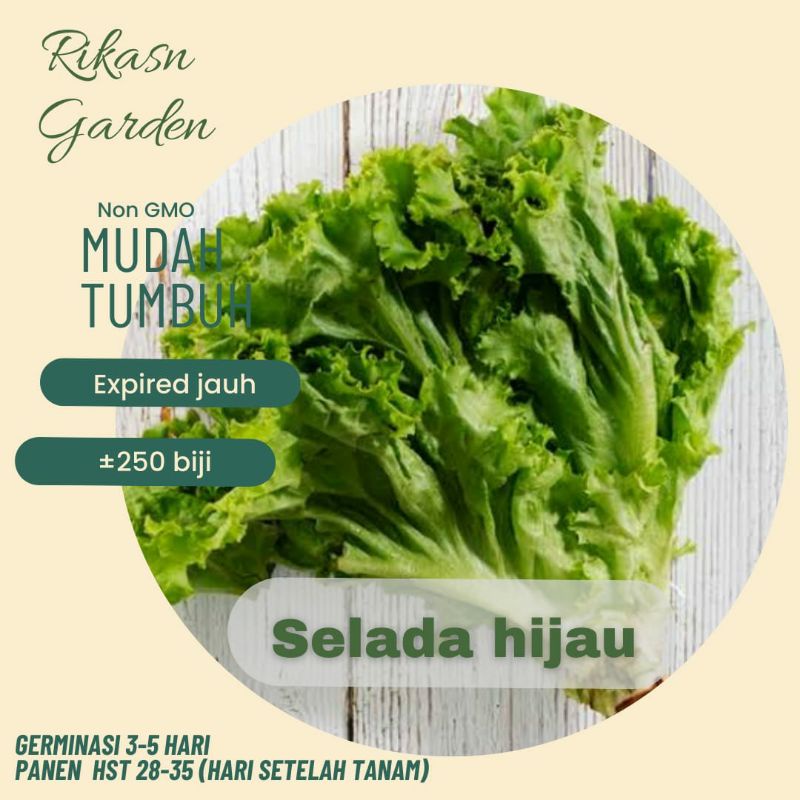 KHUSUS BATAM, BARELANG, benih biji bibit selada hijau