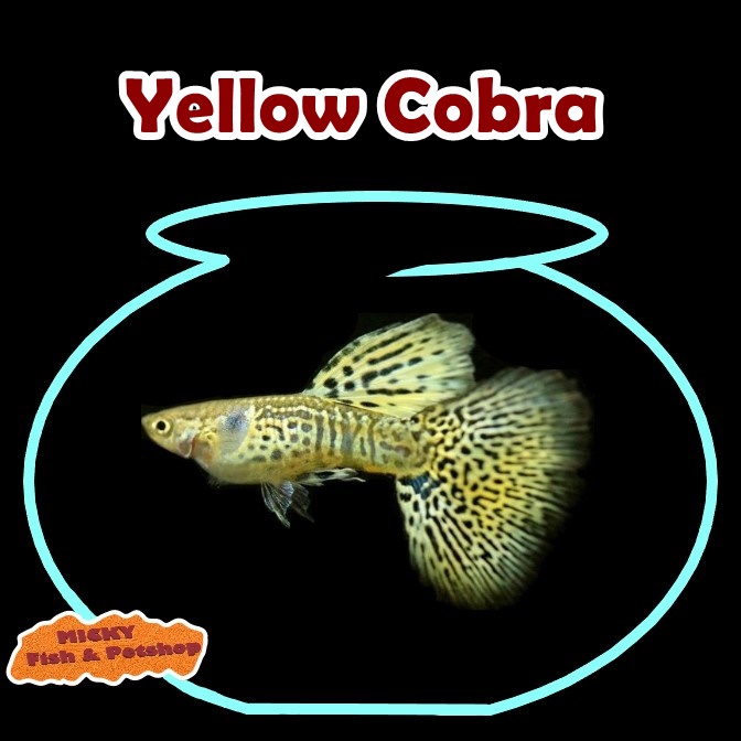 Yellow Cobra Grade Indukan Jantan Guppy