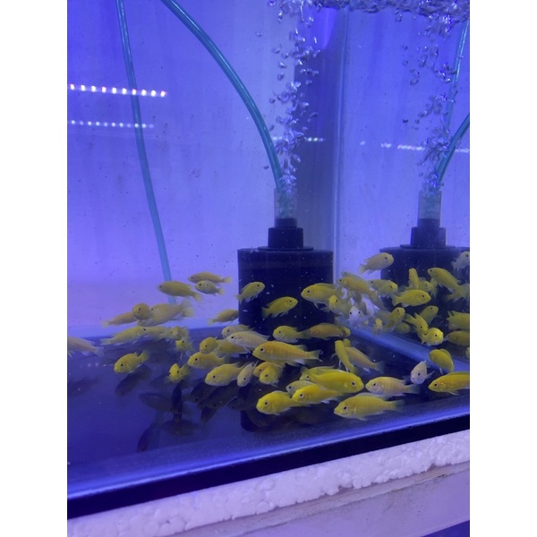 IKAN HIAS CICHLID LEMON UKURAN SMALL