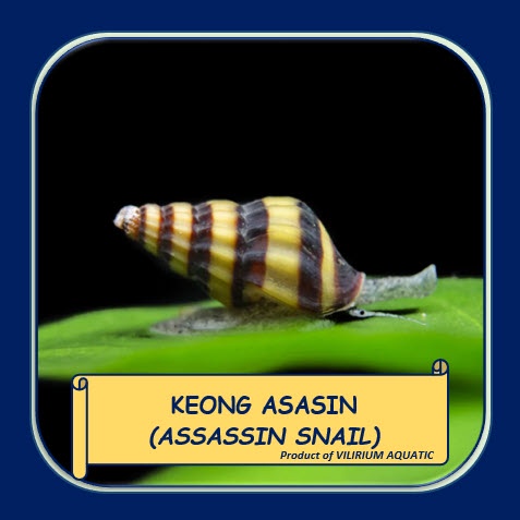 IKAN HIAS AIR TAWAR - KEONG ASASIN / KEONG ASSASSIN / ASSASSIN SNAIL