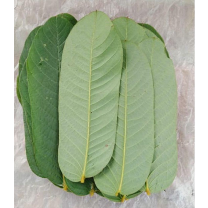 Daun ketepeng cina fresh obat kudis dan koreng