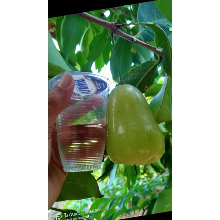 enteres jambu TSG ( Taiwan super green)