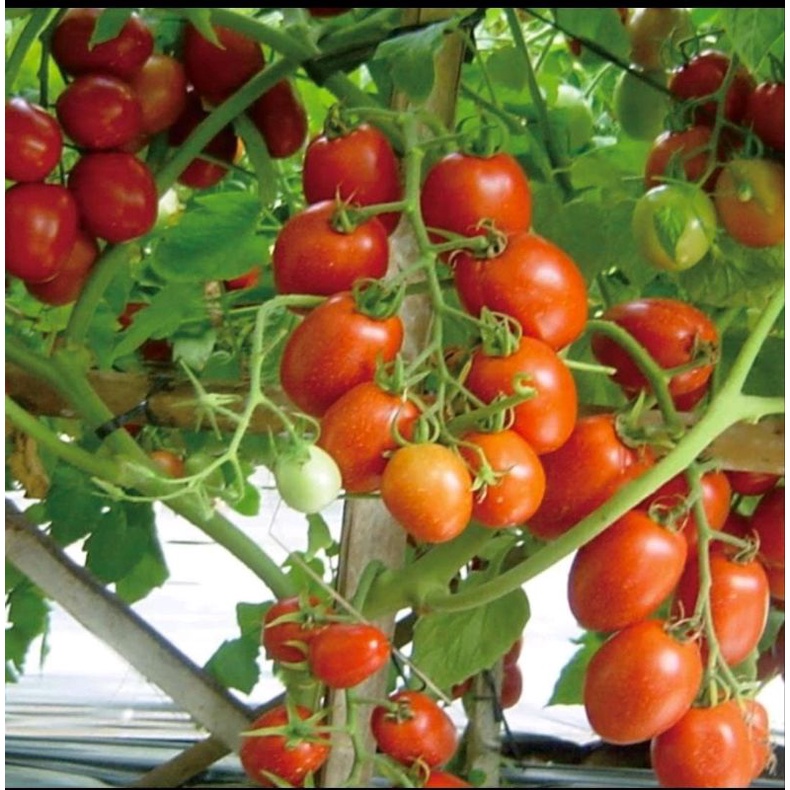 etalase Benih Bibit Tomat Sayur/ tomat mawar/ tomat ceri rampai/ tomat hitam toserba laris manis