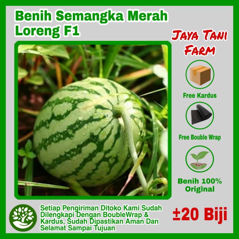 20 Biji Benih Buah Semangka Merah Loreng  F1 / Benih Semangka / Bibit Semangka Merah/ Biji Semangka 
