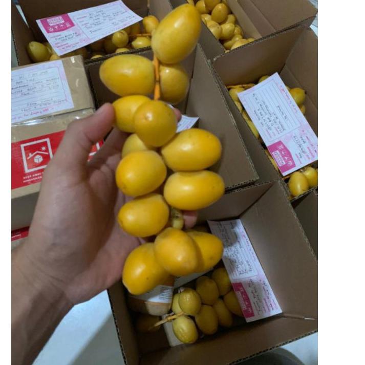 

[F-6-O ♥☞] Kurma Muda Hijau Merah Kuning Untuk Promil Fresh (250gr)-viral