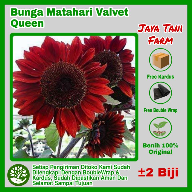 2 Biji Benih Bunga Matahari Merah Sunflower Valvet Queen / Bibit Bunga / Bunga Hias / Biji Bunga / B