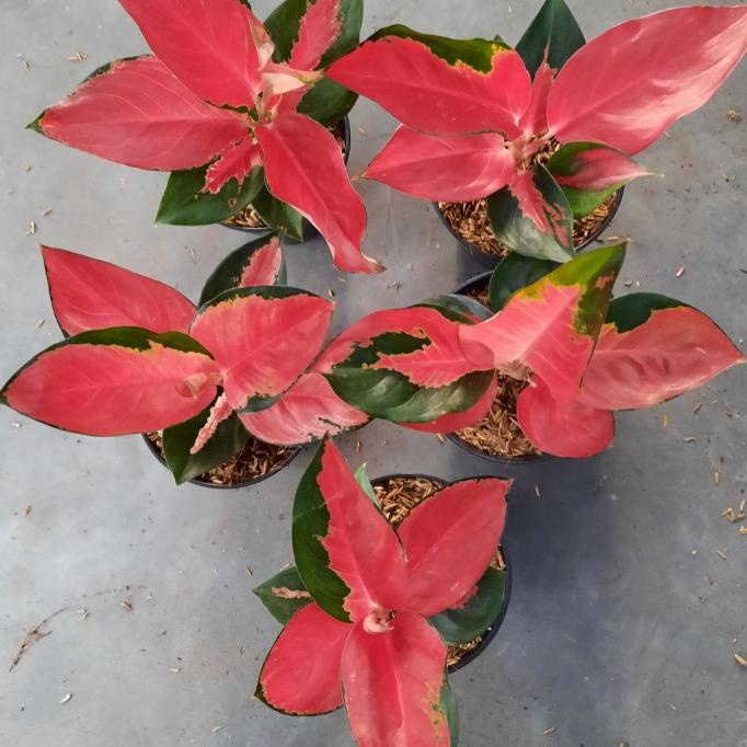 aglonema suksom lilin