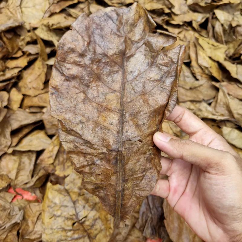 DAUN KETAPANG LAUT OLAHAN FERMENTASI !!!