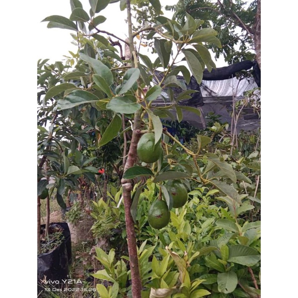 Bibit Alpukat aligator miki mentega red vietnam kondisi berbunga berbuah asli