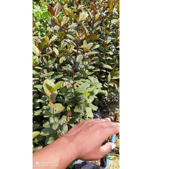 ➽ bibit jambu kristal merah Australia ㊪