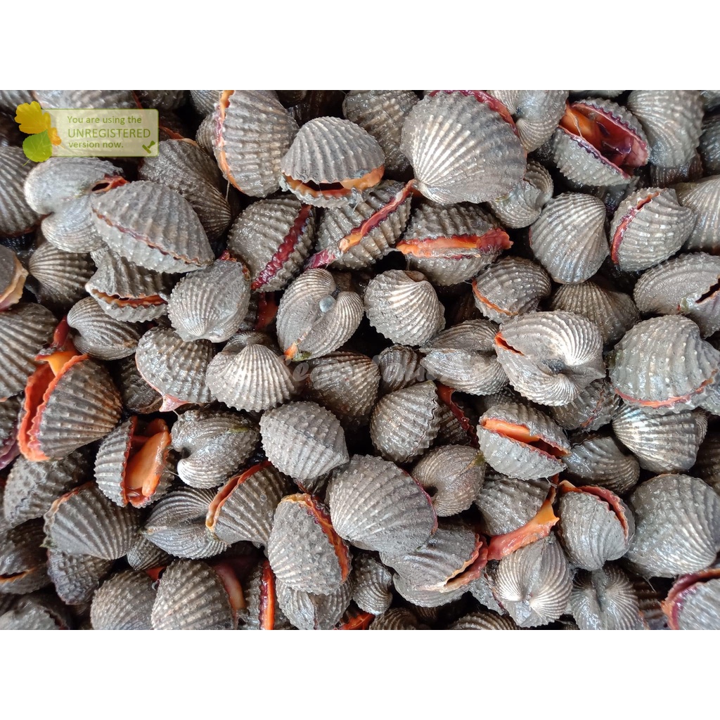 

Kerang Dara Segar Kerang Dara Fresh Hidup Live 1Kg