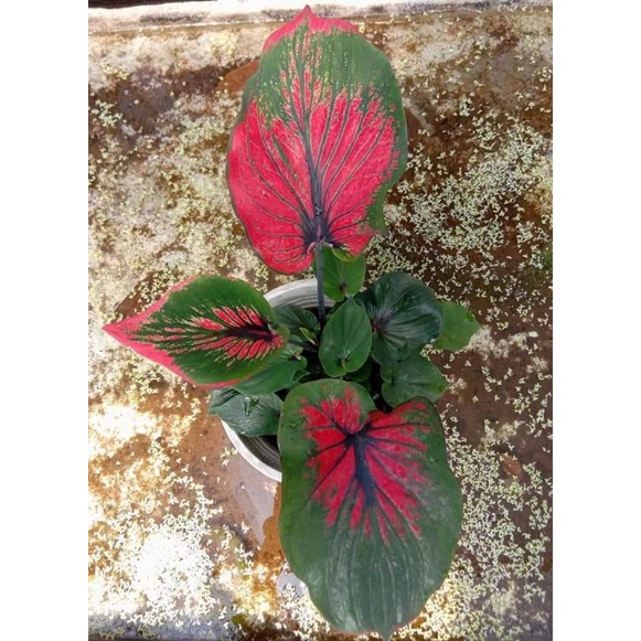 caladium tanaman hias keladi ac ganesha wilis size remaja