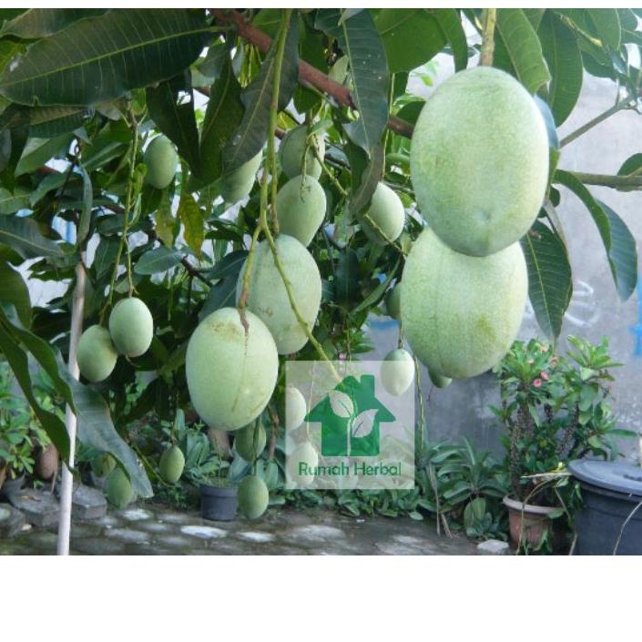 

ㅰ buah mangga muda segar untuk rujak 500 gram ヺ