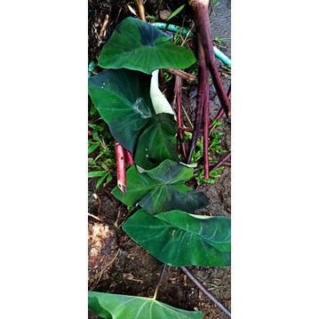 3 bonggol bibit Colocasia midnight