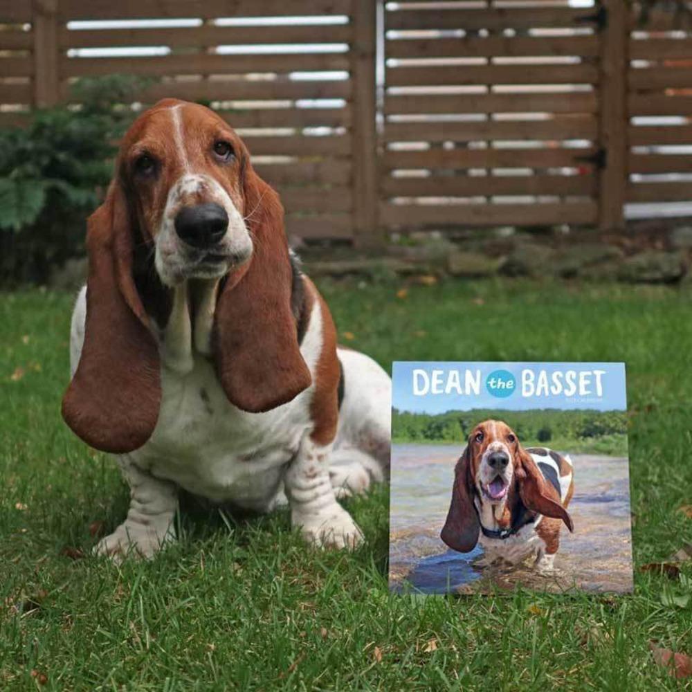 R-flower Dean The Basset Creatives Adorable Pet Dog Hanging Calendar Kalender Rumah Kantor