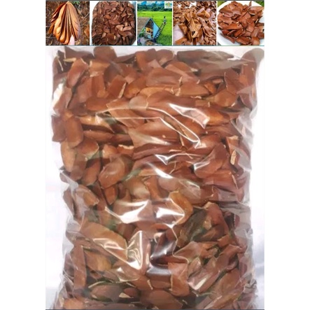 Biji mahoni kering / buah mahoni kering kesehatan tradisional