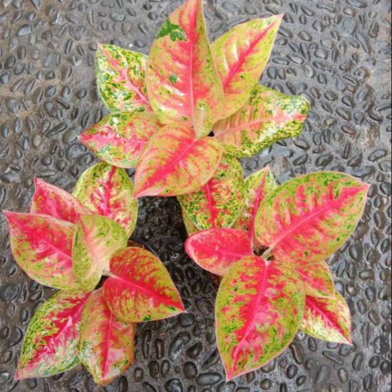 aglonema mahaseti