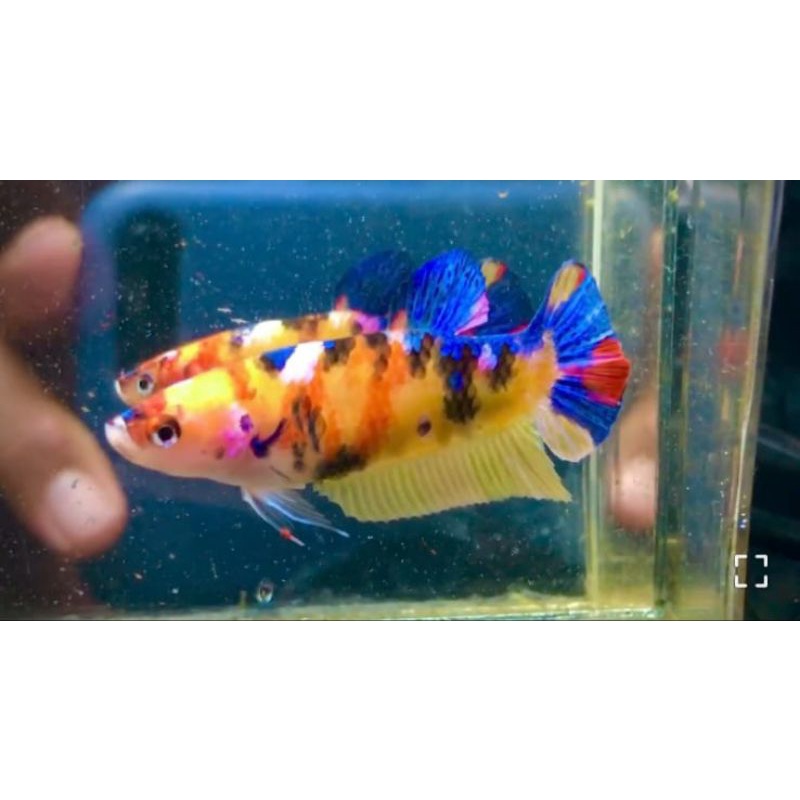 3 female yellow base grade, rkc, multi
